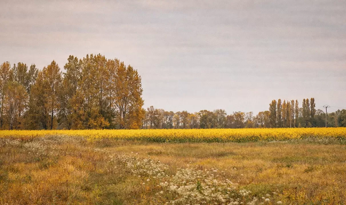 Les drones dans l'agriculture moderne